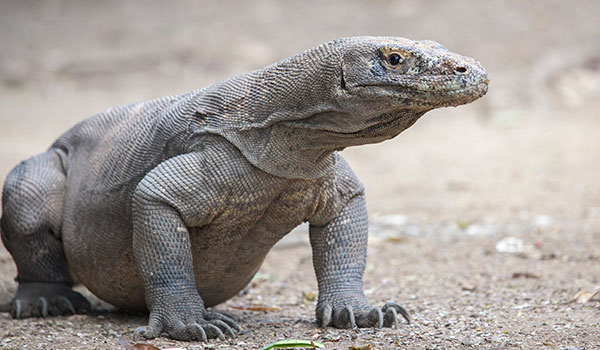 Komodo Dragon is the one accent living lizard.