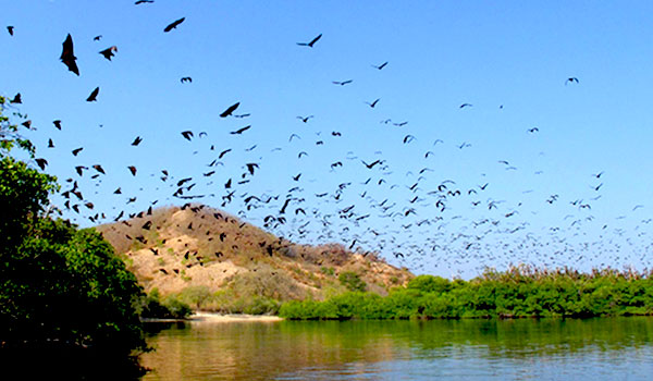 Kalong Island of Riung