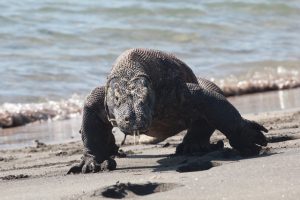 Komodo Dragon in Komodo Island